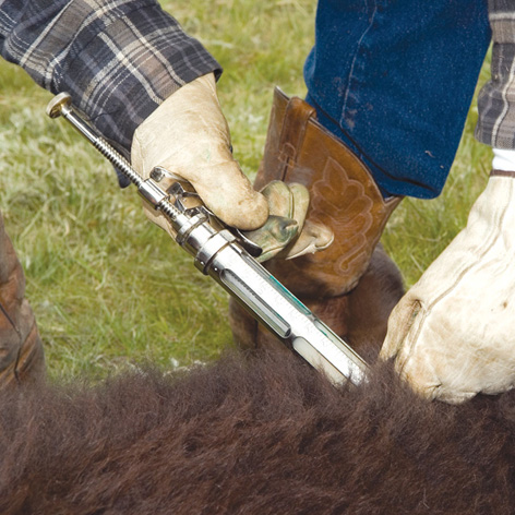 Veterinary Instruments